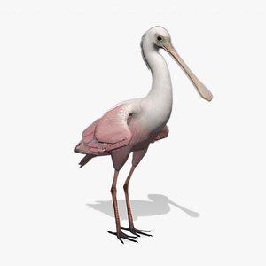Roseate Spoonbill