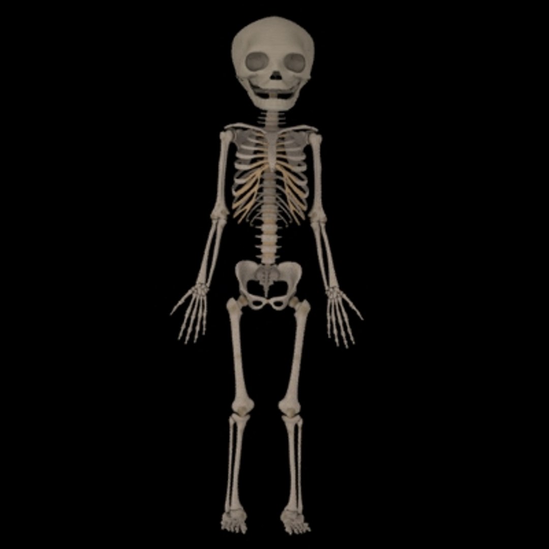 Fetus Skeleton 3d Max