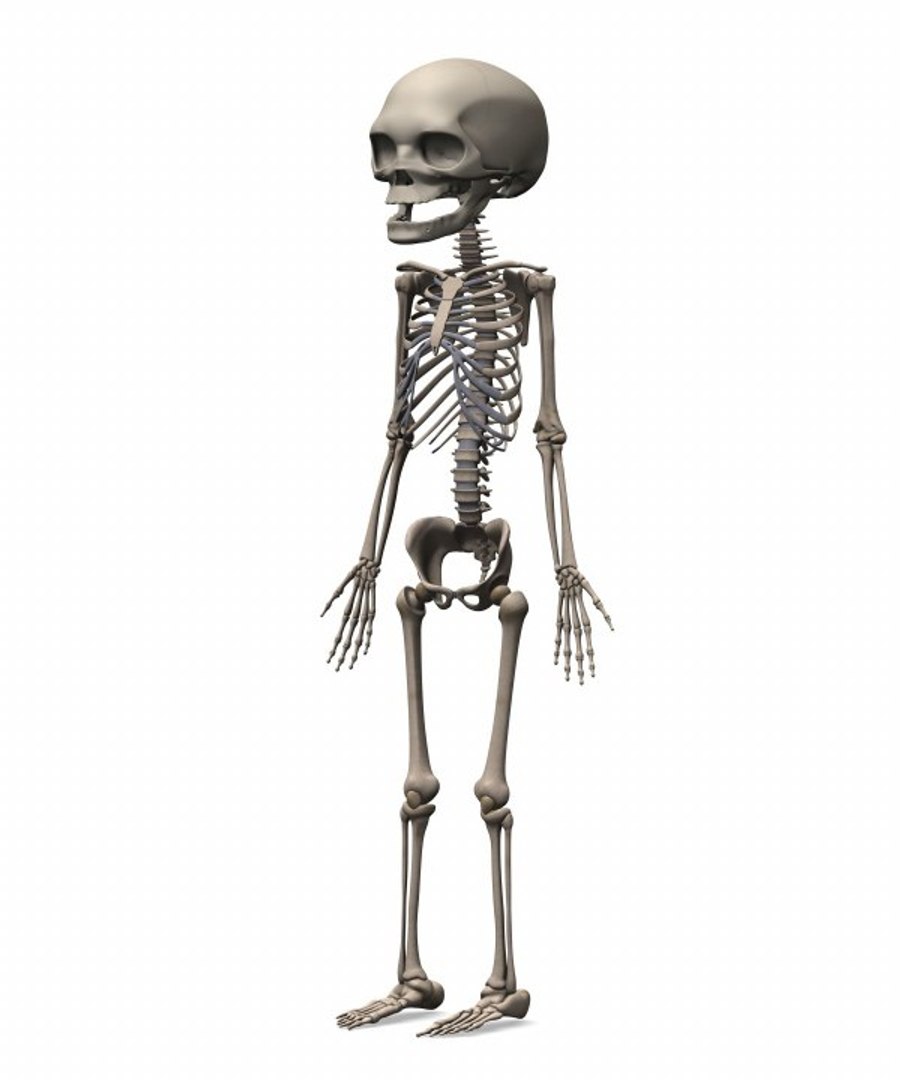 Fetus Skeleton 3d Max
