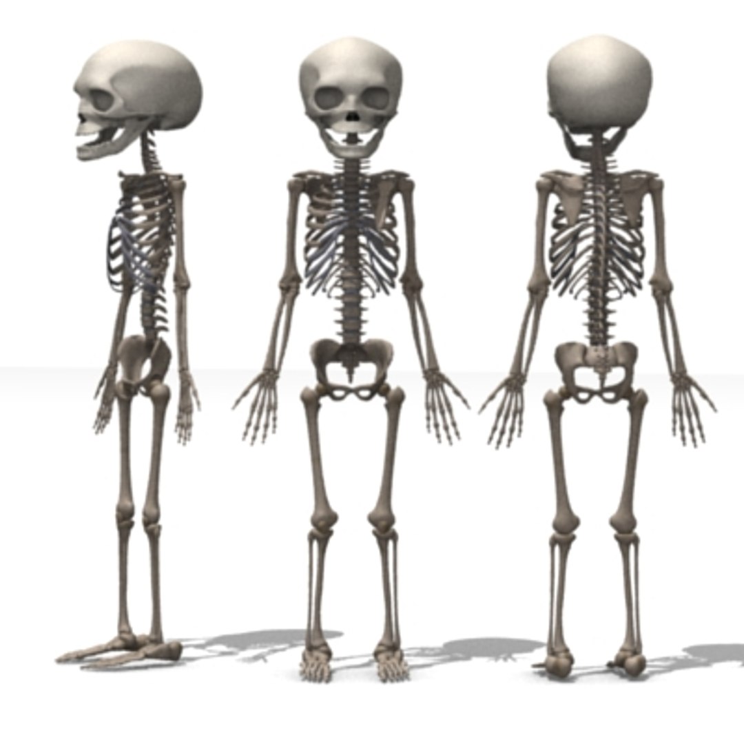 Fetus Skeleton 3d Max