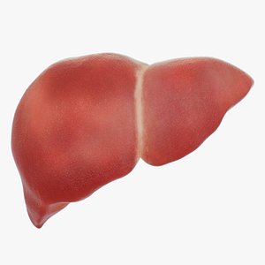 Healthy liver digestive system organs
