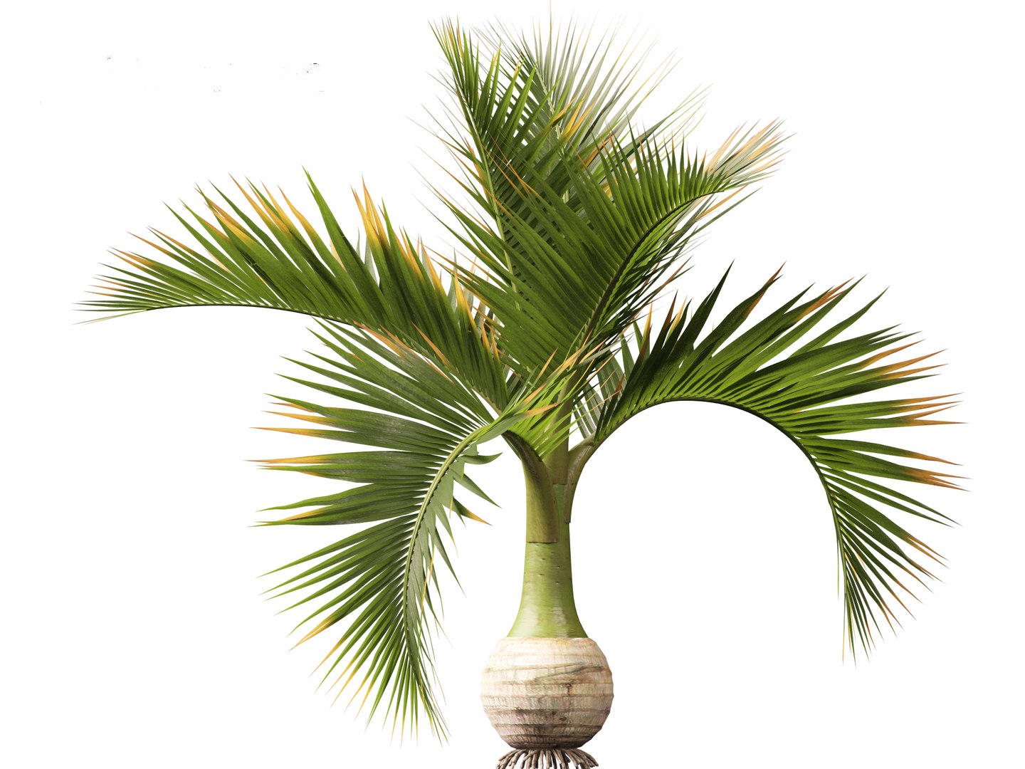 3D model Hyophorbe lagenicaulis - Bottle Palm 01 https://p.turbosquid.com/ts-thumb/gf/evxKhb/2R/hyophorbelagenicaulis01_11/jpg/1691990148/1920x1080/fit_q87/2aa2f810a098e103c4ad4d63640c76f1560d310b/hyophorbelagenicaulis01_11.jpg