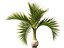 Hyophorbe lagenicaulis - Bottle Palm 01