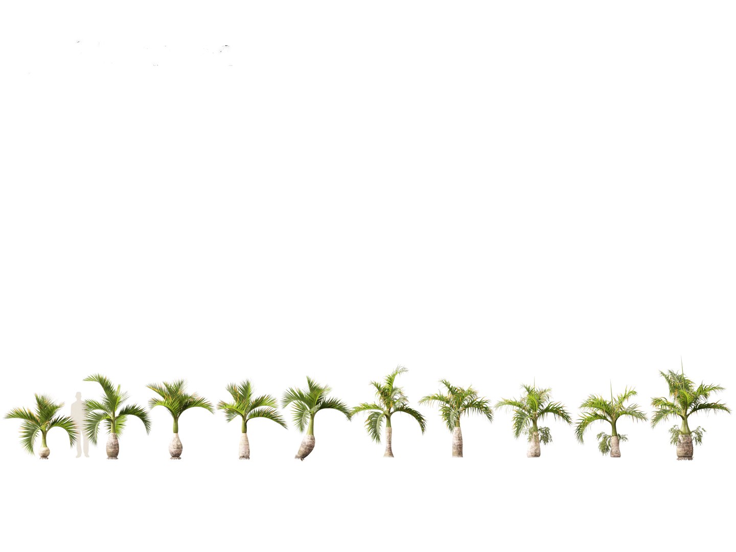 3D model Hyophorbe lagenicaulis - Bottle Palm 01 https://p.turbosquid.com/ts-thumb/gf/evxKhb/6E/hyophorbelagenicaulis01_1/jpg/1691989935/1920x1080/fit_q87/bd9893a4f396371c09bf949dd8bb712fbaea59f3/hyophorbelagenicaulis01_1.jpg