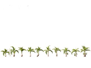 3D model Hyophorbe lagenicaulis - Bottle Palm 01