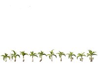 Hyophorbe lagenicaulis - Bottle Palm 01