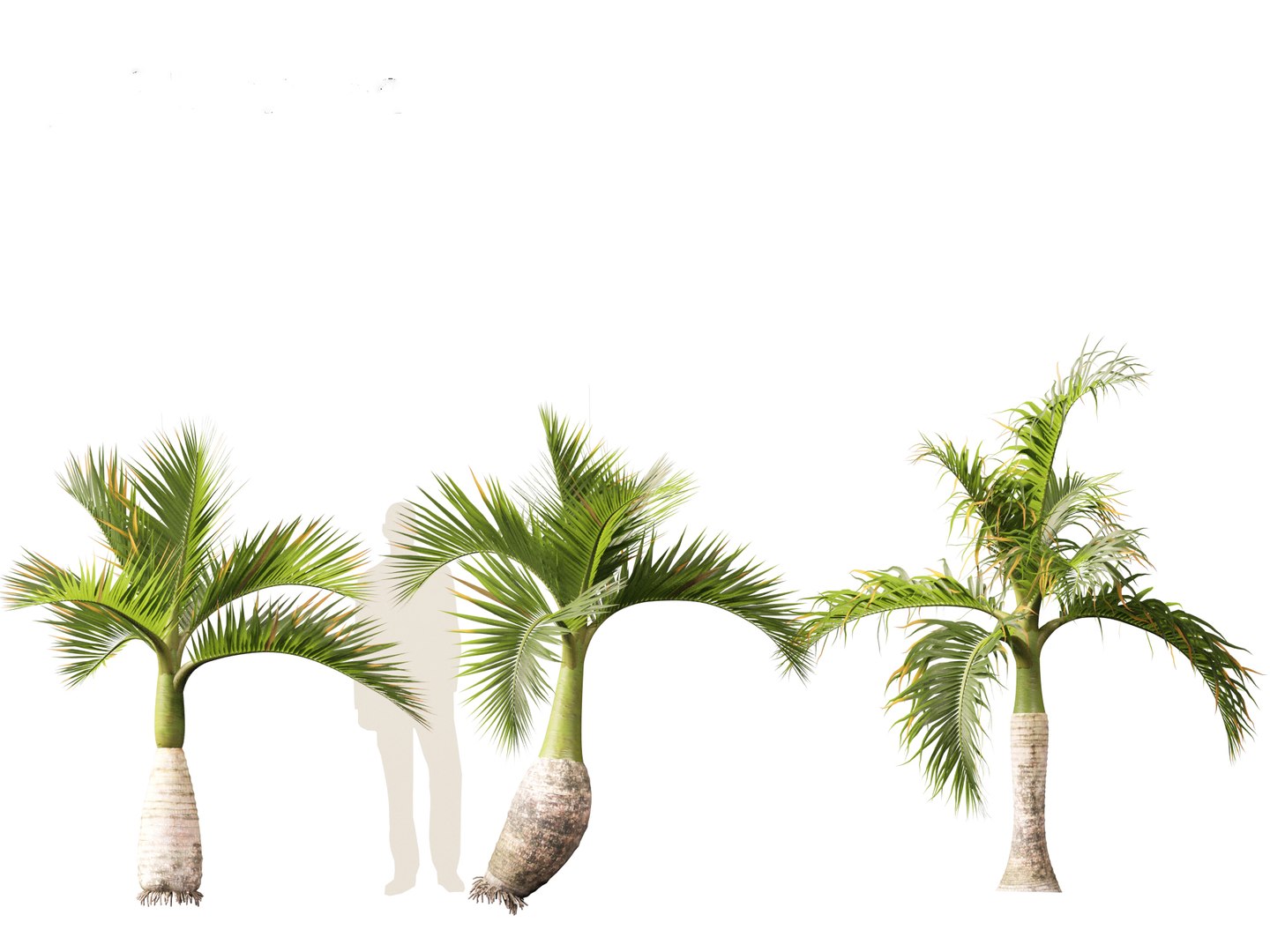 3D model Hyophorbe lagenicaulis - Bottle Palm 01 https://p.turbosquid.com/ts-thumb/gf/evxKhb/89/hyophorbelagenicaulis01_5/jpg/1691989937/1920x1080/fit_q87/1fac907f5b38a7e1f52041ab3607b64f88a53517/hyophorbelagenicaulis01_5.jpg