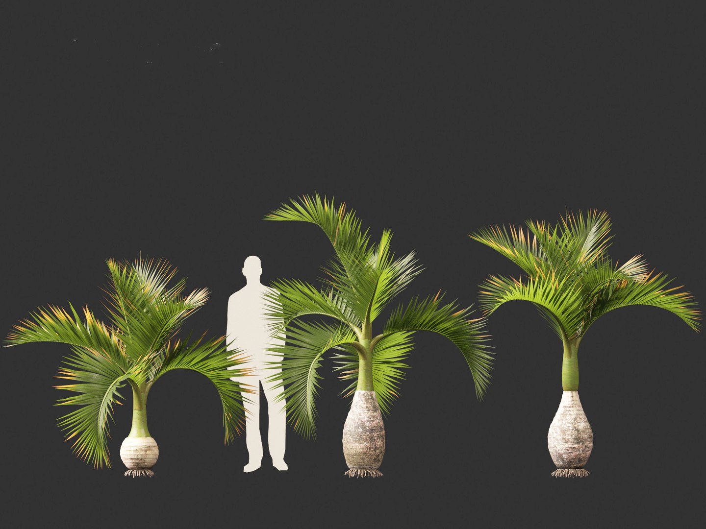 3D model Hyophorbe lagenicaulis - Bottle Palm 01 https://p.turbosquid.com/ts-thumb/gf/evxKhb/90/hyophorbelagenicaulis01_4/jpg/1691989937/1920x1080/fit_q87/8a90aee11a69a9eff2b223c8a3ec35d908a2646c/hyophorbelagenicaulis01_4.jpg