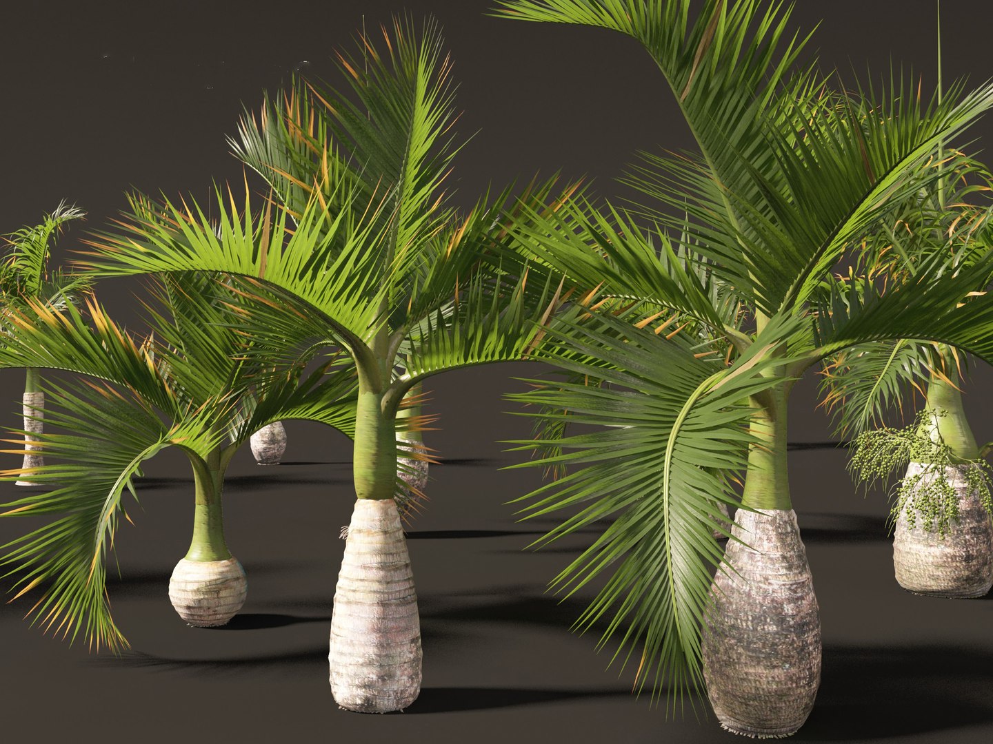 3D model Hyophorbe lagenicaulis - Bottle Palm 01 https://p.turbosquid.com/ts-thumb/gf/evxKhb/9v/hyophorbelagenicaulis01_13/jpg/1691989948/1920x1080/fit_q87/6247987e8776e8fe238811805209785effbdac9e/hyophorbelagenicaulis01_13.jpg
