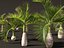 Hyophorbe lagenicaulis - Bottle Palm 01
