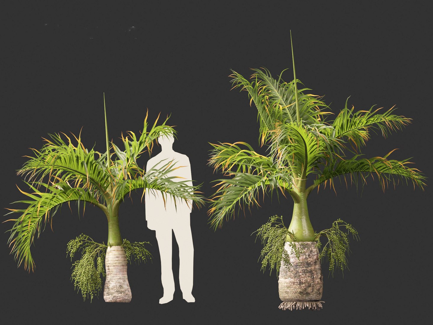 3D model Hyophorbe lagenicaulis - Bottle Palm 01 https://p.turbosquid.com/ts-thumb/gf/evxKhb/EJ/hyophorbelagenicaulis01_10/jpg/1691989943/1920x1080/fit_q87/7ba5c8a02dcd9d7f18a22ec5ba9f7dc9c142be4a/hyophorbelagenicaulis01_10.jpg