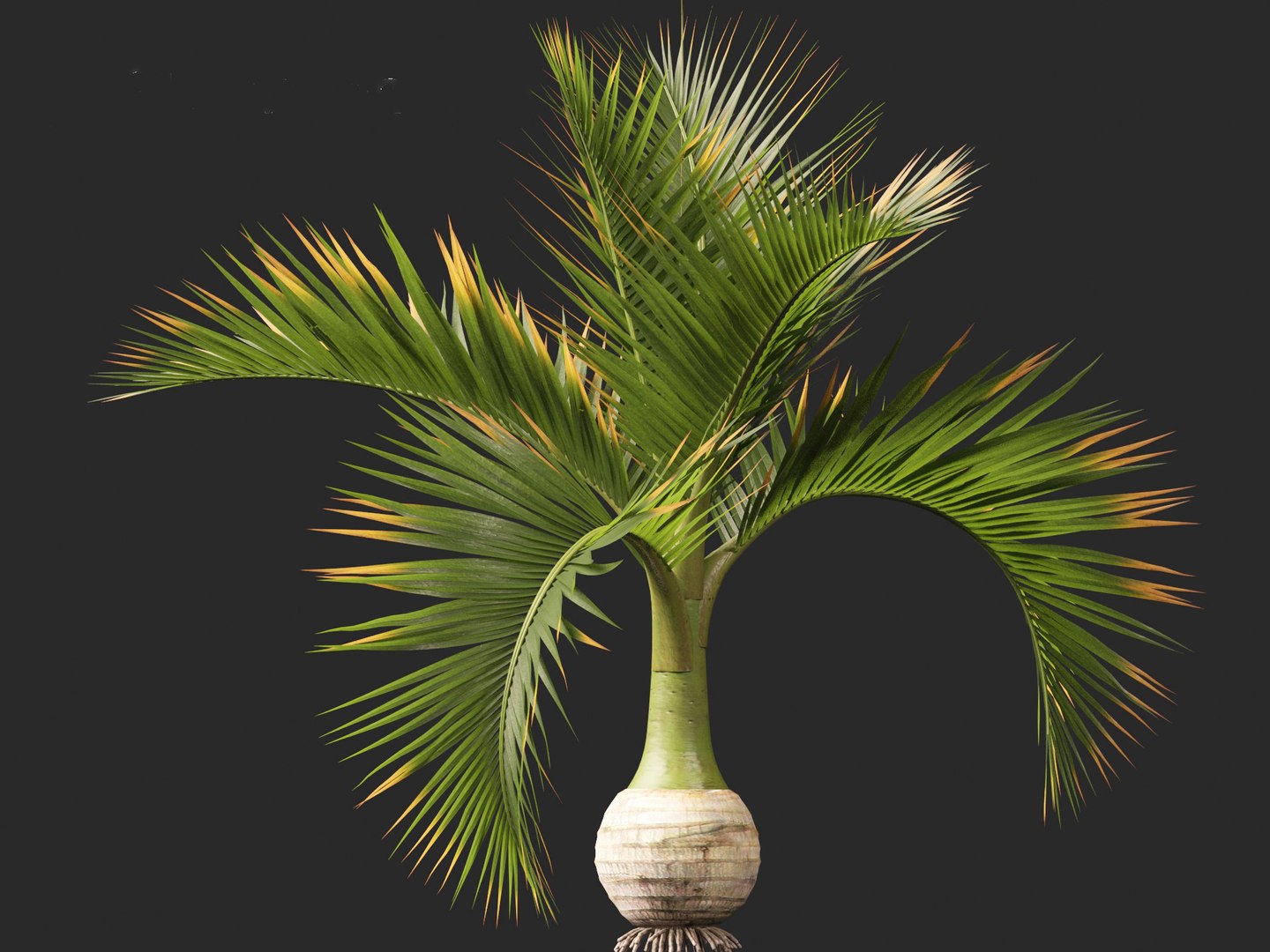 3D model Hyophorbe lagenicaulis - Bottle Palm 01 https://p.turbosquid.com/ts-thumb/gf/evxKhb/Mq/hyophorbelagenicaulis01_12/jpg/1691989944/1920x1080/fit_q87/722db834c662f20f17dd4751390e64333cd06c65/hyophorbelagenicaulis01_12.jpg