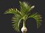 Hyophorbe lagenicaulis - Bottle Palm 01