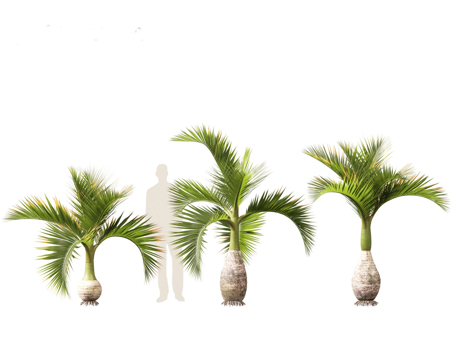 3D model Hyophorbe lagenicaulis - Bottle Palm 01 https://p.turbosquid.com/ts-thumb/gf/evxKhb/Vr/hyophorbelagenicaulis01_3/jpg/1691989936/1920x1080/fit_q87/11b96221ed4cf922e6b5c8dce7453109442e9679/hyophorbelagenicaulis01_3.jpg