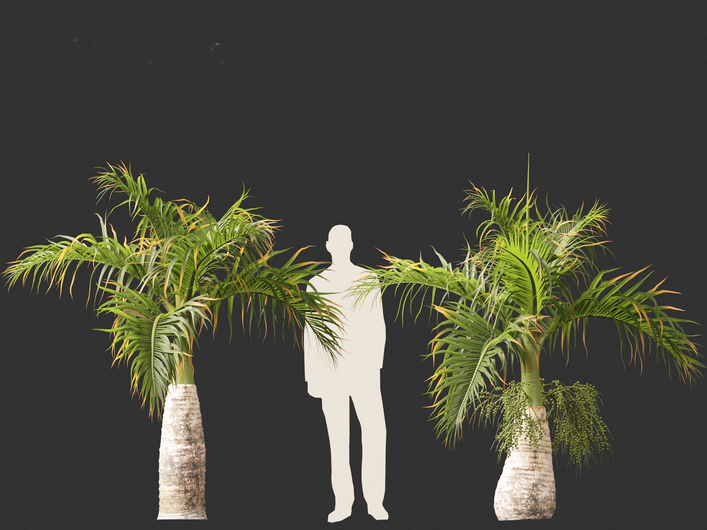 3D model Hyophorbe lagenicaulis - Bottle Palm 01 https://p.turbosquid.com/ts-thumb/gf/evxKhb/bW/hyophorbelagenicaulis01_8/jpg/1691990146/1920x1080/fit_q87/9b9803e7bf1c94f9ca4b6f76ff6ef85ad77760ff/hyophorbelagenicaulis01_8.jpg