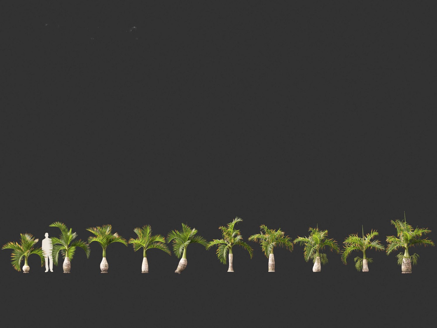 3D model Hyophorbe lagenicaulis - Bottle Palm 01 https://p.turbosquid.com/ts-thumb/gf/evxKhb/f5/hyophorbelagenicaulis01_2/jpg/1691989935/1920x1080/fit_q87/6cd82b351396a63c04f1531b5b3e1f48ee94abfa/hyophorbelagenicaulis01_2.jpg