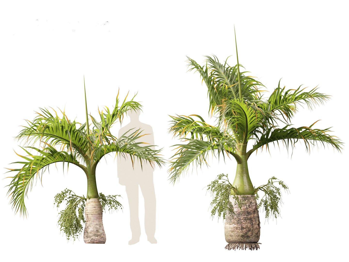 3D model Hyophorbe lagenicaulis - Bottle Palm 01 https://p.turbosquid.com/ts-thumb/gf/evxKhb/gG/hyophorbelagenicaulis01_9/jpg/1691989942/1920x1080/fit_q87/3ff74e711921b58d984af78d036a897f60d697e7/hyophorbelagenicaulis01_9.jpg