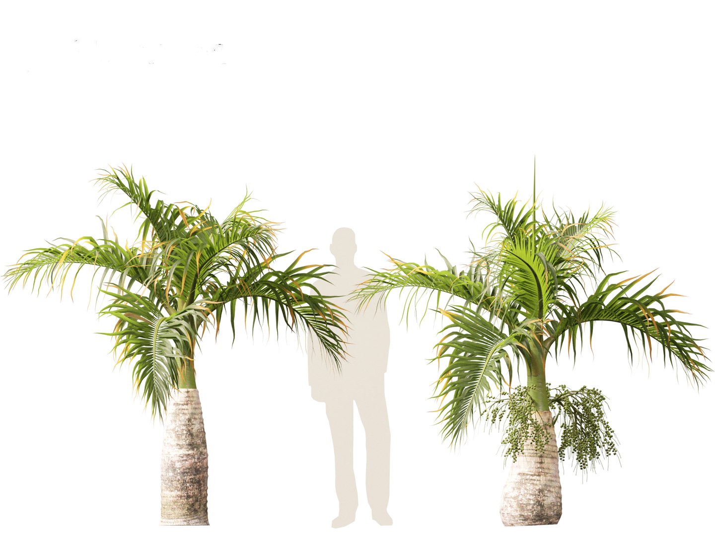 3D model Hyophorbe lagenicaulis - Bottle Palm 01 https://p.turbosquid.com/ts-thumb/gf/evxKhb/oZ/hyophorbelagenicaulis01_7/jpg/1691989940/1920x1080/fit_q87/59de19f90946fdc71fbc6ce09601f05ea3bf4a41/hyophorbelagenicaulis01_7.jpg