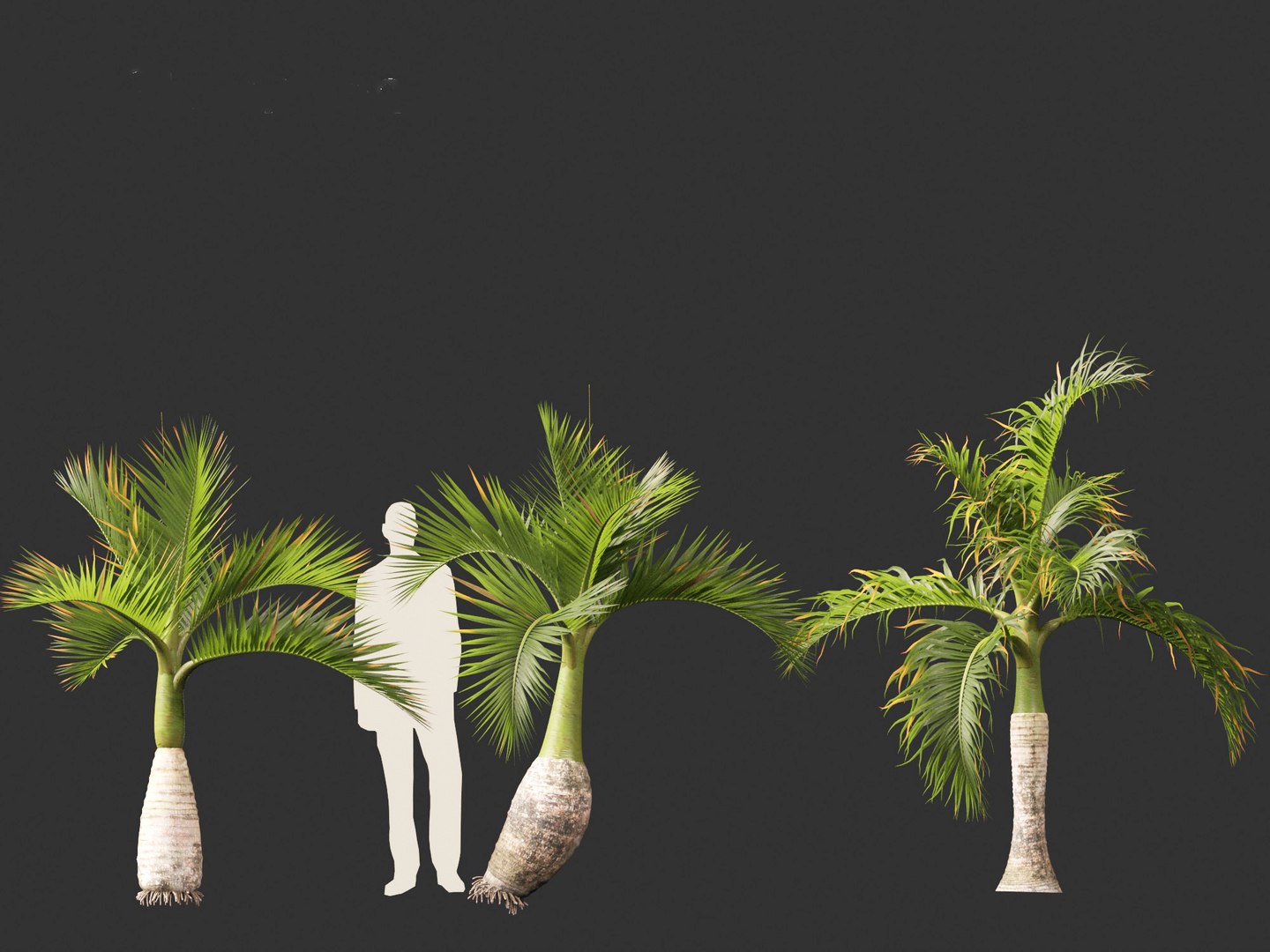 3D model Hyophorbe lagenicaulis - Bottle Palm 01 https://p.turbosquid.com/ts-thumb/gf/evxKhb/wX/hyophorbelagenicaulis01_6/jpg/1691989939/1920x1080/fit_q87/9e0dd3c9a4a33bd56a29467ffdb9bc52e9fe28f9/hyophorbelagenicaulis01_6.jpg