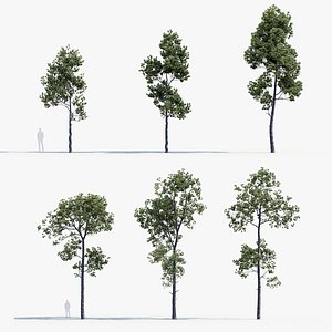 Pinus dalatensis Vietnamese white pine 3D Model
