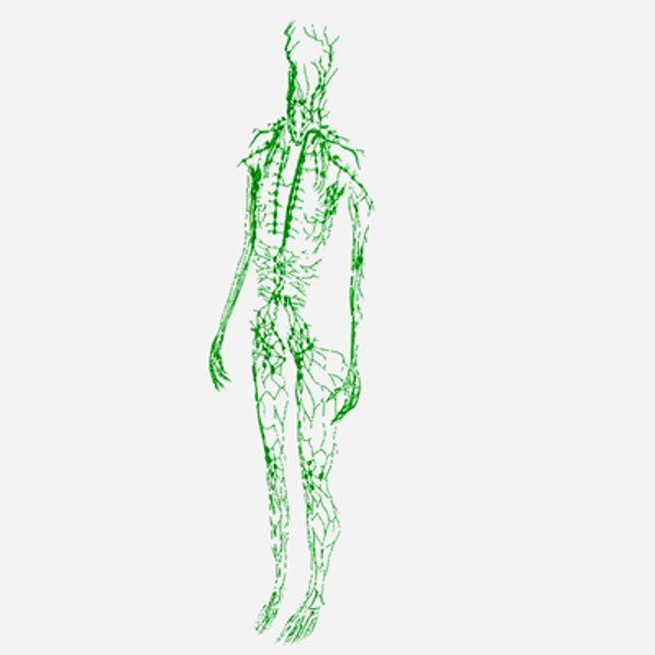 lymphatic female 3d model