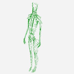 Lymphatic System Female