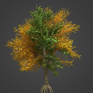 3D 2021 PBR Field Maple Collection - Acer Campestre