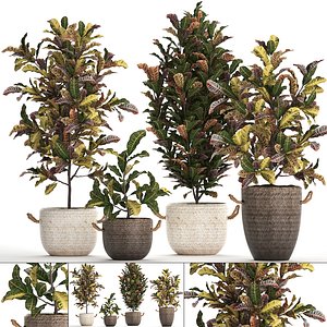 3D houseplants exotic plants croton