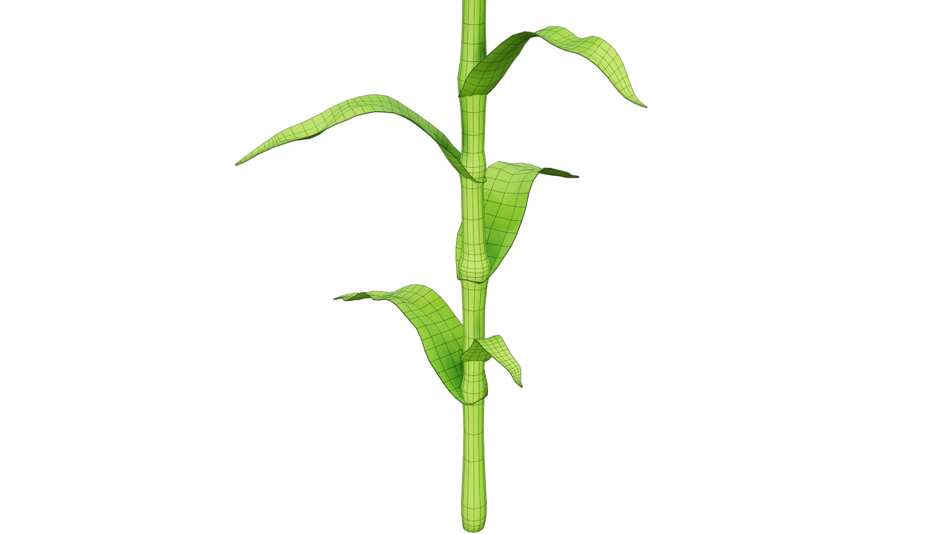 Corn Stalk 3D - TurboSquid 1581392