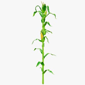 Corn Stalk