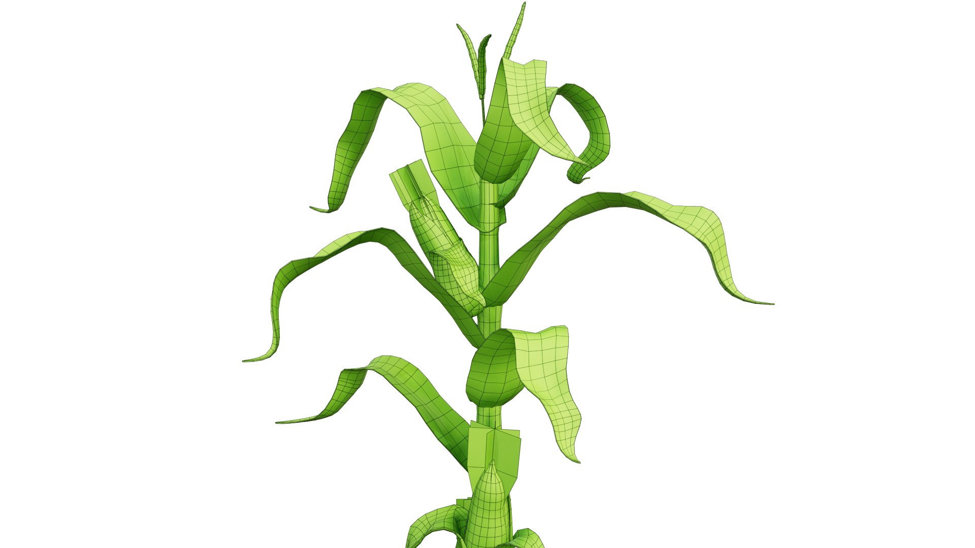 Corn Stalk 3D - TurboSquid 1581392