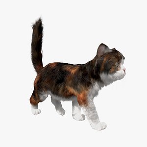 Cat Fur Animated1