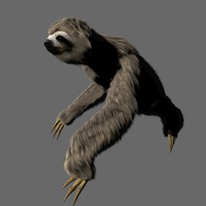 sloth