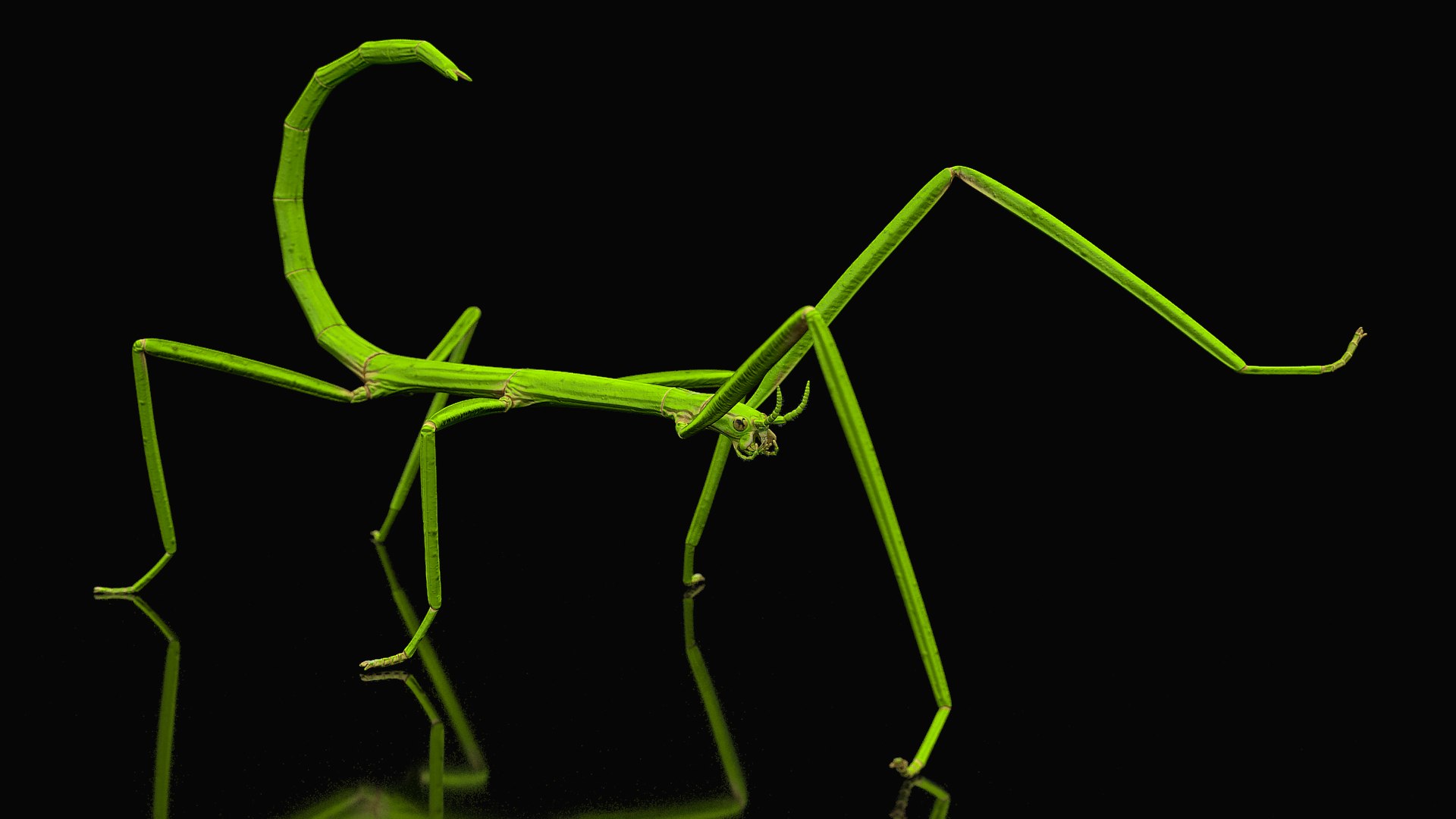 Stick Insect Green Rigged for Maya 3D model preview