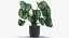 Planta de Monstera Deliciosa em pote