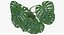 Planta de Monstera Deliciosa em pote