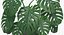 Planta de Monstera Deliciosa em pote