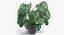 Planta de Monstera Deliciosa em pote