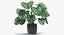 Planta de Monstera Deliciosa em pote
