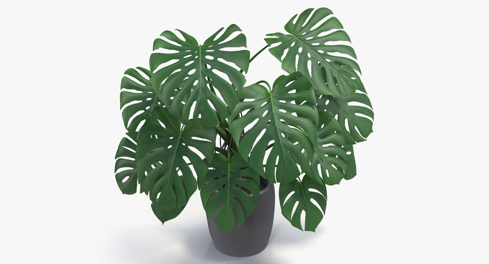 3D monster deliciosa model https://p.turbosquid.com/ts-thumb/gg/jD52TL/k8CsGXbC/monstera_deliciosa_011/jpg/1507418959/1920x1080/fit_q87/c484cb6c604e14802b2e3c832bc4f4ab4e6f020c/monstera_deliciosa_011.jpg