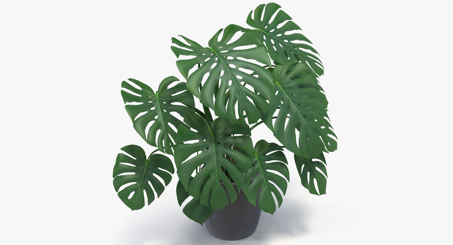 3D monster deliciosa model https://p.turbosquid.com/ts-thumb/gg/jD52TL/z1UUwAIx/monstera_deliciosa_021/jpg/1507418959/1920x1080/fit_q87/7a7572bbef09256690a5fb79aa5bc6755d46ca75/monstera_deliciosa_021.jpg
