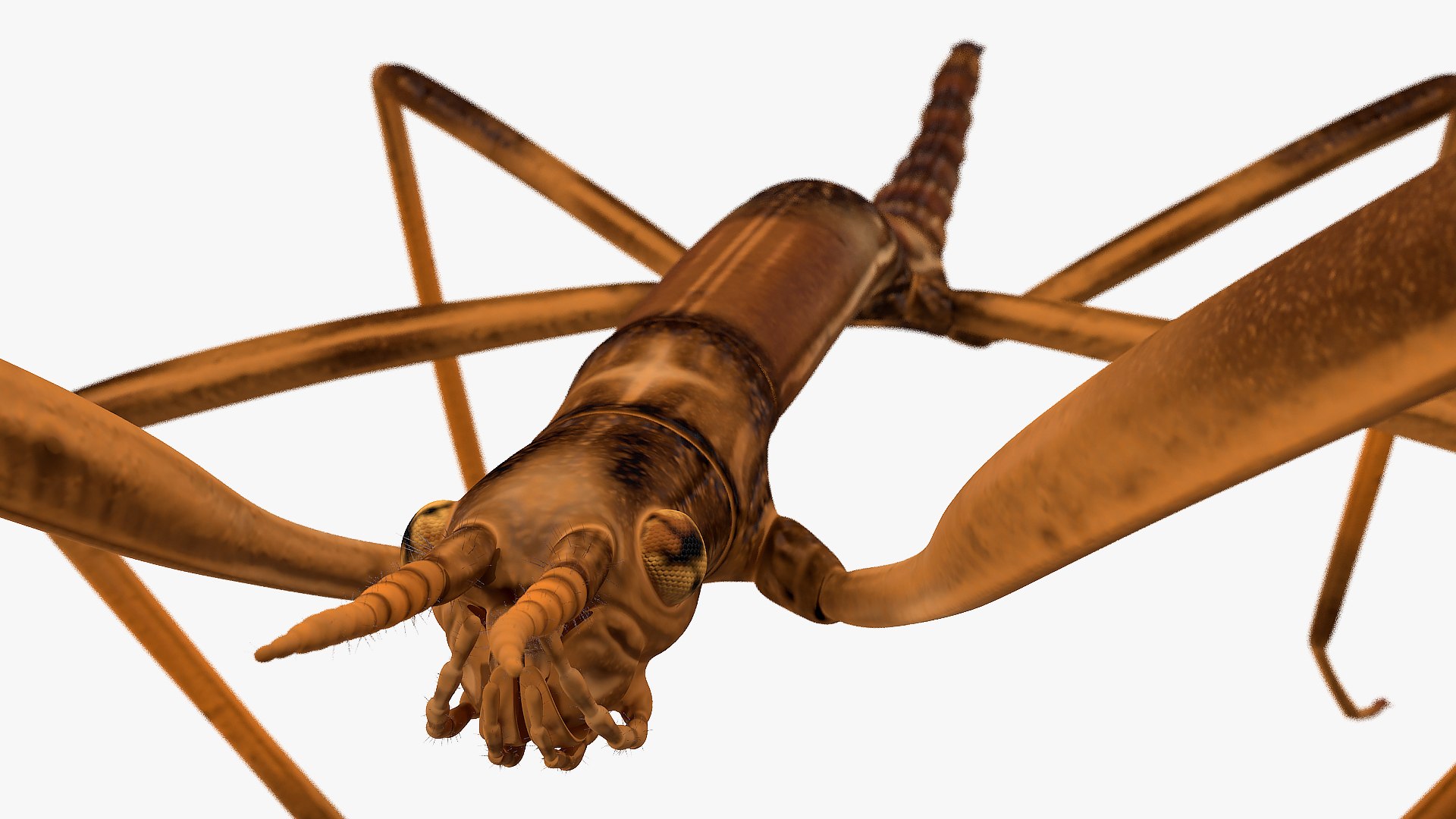 3D model stick insect brown rigged https://p.turbosquid.com/ts-thumb/gg/kTzyCj/3SPUg41n/stickinsectbrownriggedvray3dmodel019/jpg/1579179041/1920x1080/fit_q87/109844ebb3be9dbab9ee3e49b93d6cae2ada1fe3/stickinsectbrownriggedvray3dmodel019.jpg