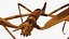为 Maya 制作的 Stick Insect Brown