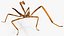 为 Maya 制作的 Stick Insect Brown