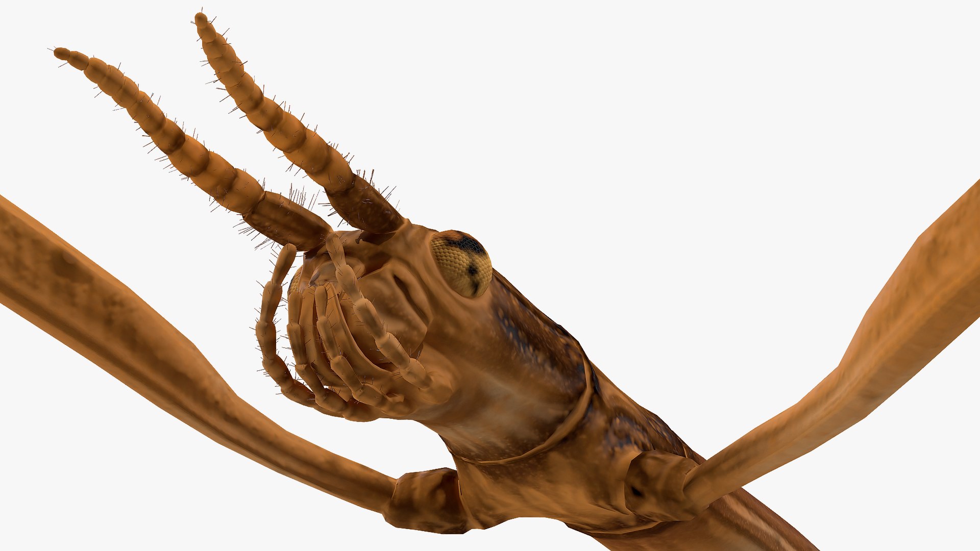 3D model stick insect brown rigged https://p.turbosquid.com/ts-thumb/gg/kTzyCj/FeOOxYpB/stickinsectbrownriggedvray3dmodel020/jpg/1579179051/1920x1080/fit_q87/c4651713d06e21ef0f6934819917fbac0b4eaea6/stickinsectbrownriggedvray3dmodel020.jpg