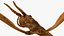 为 Maya 制作的 Stick Insect Brown