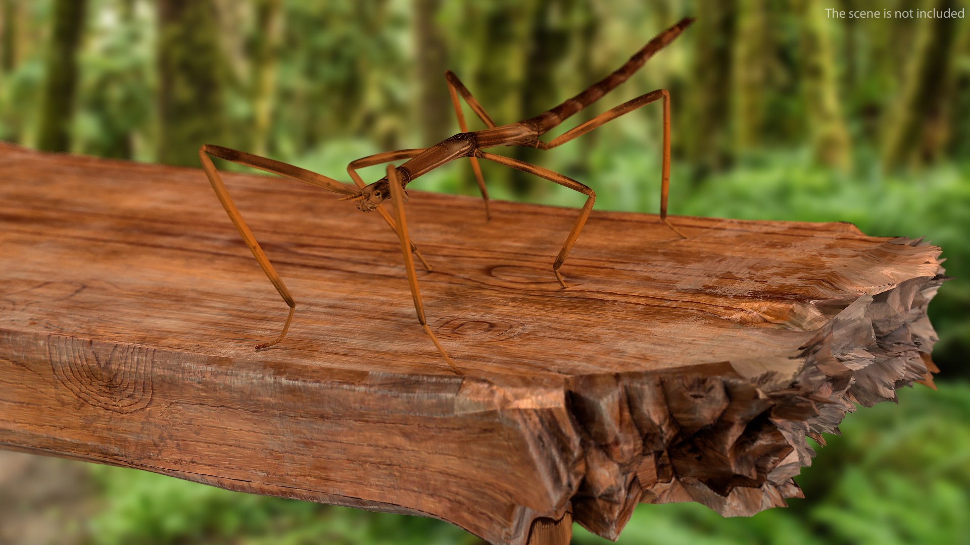 3D model stick insect brown rigged https://p.turbosquid.com/ts-thumb/gg/kTzyCj/FmEh5yFt/stickinsectbrownriggedvray3dmodel003/jpg/1579178935/1920x1080/fit_q87/7d2c039c1e83d7e34f959b9f52fd24ba853481d6/stickinsectbrownriggedvray3dmodel003.jpg