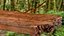 为 Maya 制作的 Stick Insect Brown