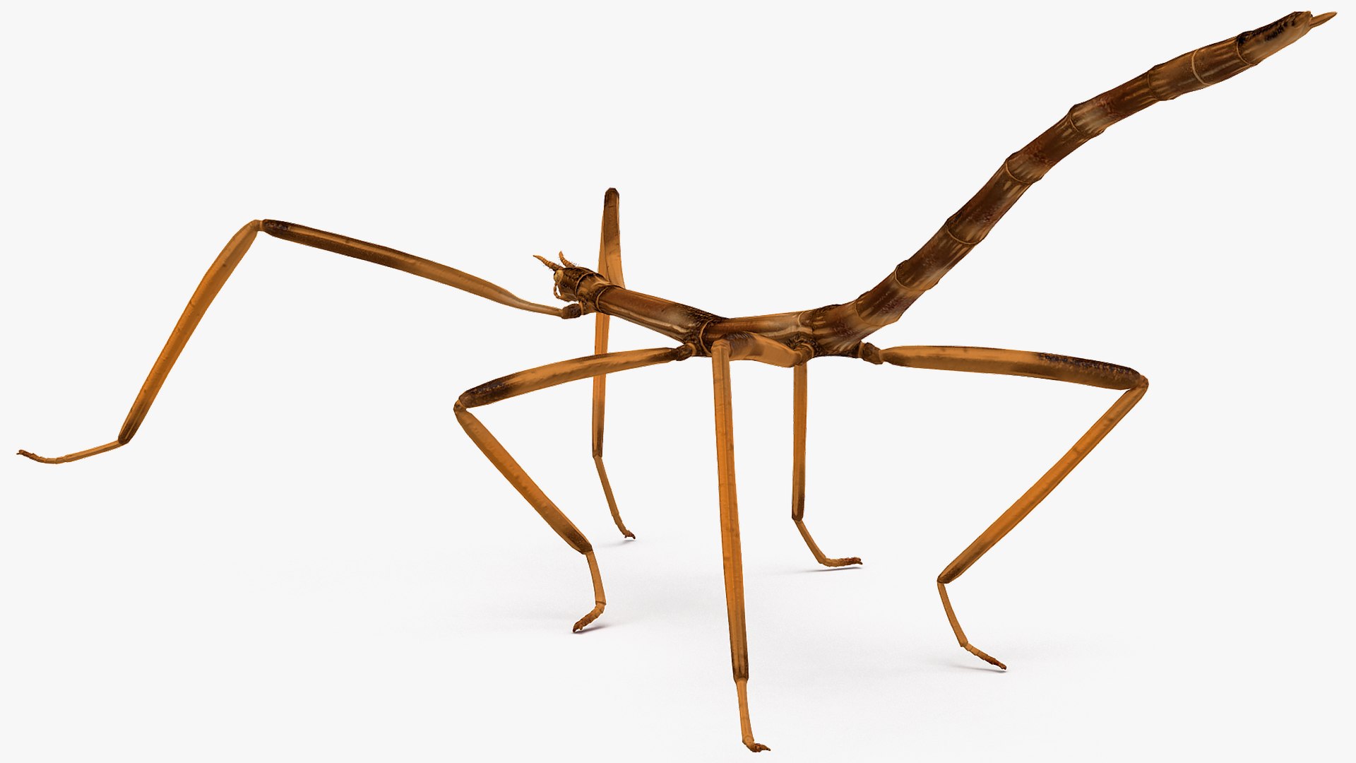 3D model stick insect brown rigged https://p.turbosquid.com/ts-thumb/gg/kTzyCj/NisO8dQH/stickinsectbrownriggedvray3dmodel012/jpg/1579178993/1920x1080/fit_q87/a11a3af8c2de73795689a49e0de2b0fce060674d/stickinsectbrownriggedvray3dmodel012.jpg