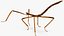 为 Maya 制作的 Stick Insect Brown